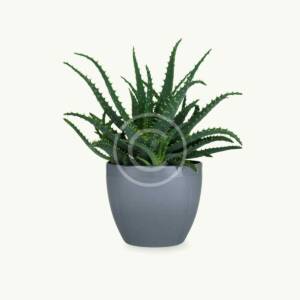 Aloe arborescens
