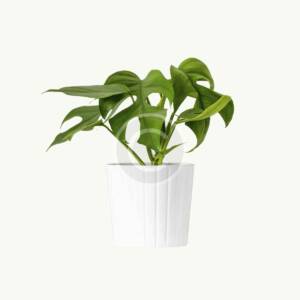 Monstera deliciosa