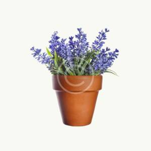 Garden lavender