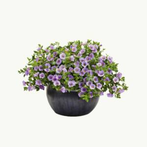 Calibrachoa
