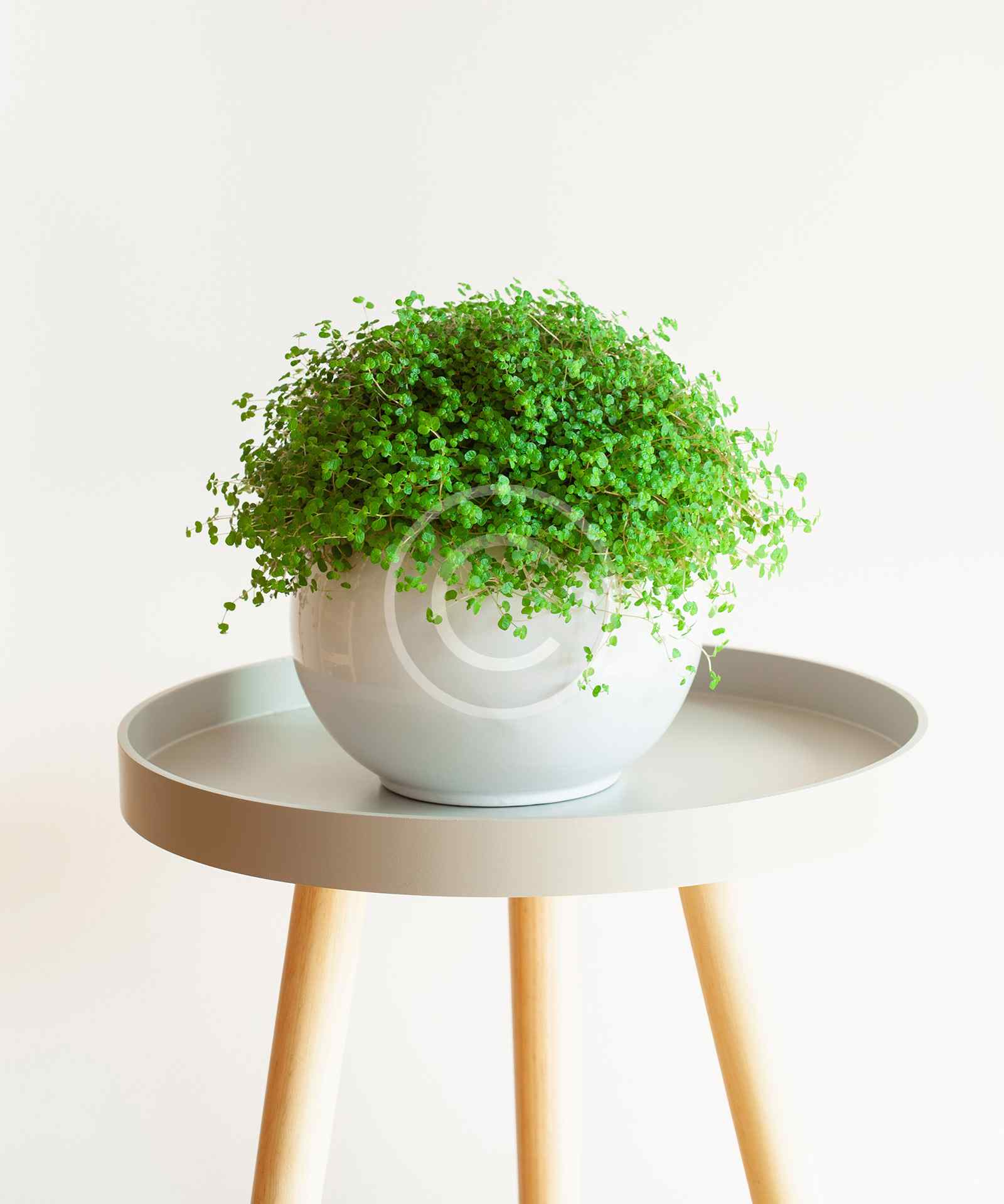 home1-image2-copyright